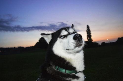 爆料二哈视频大全集免费观看,欢乐瞬间尽在掌握