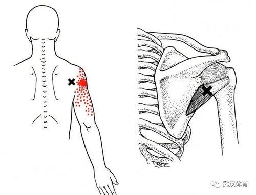 肌触在线观看,揭秘人体奥秘的视觉盛宴